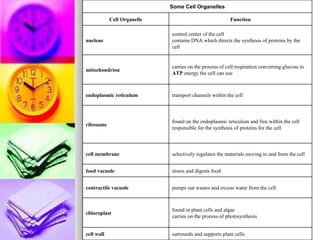 Some Cell Organelles Cell Organelle Function nucleus control center of the cell  contains DNA which directs the synthesis of proteins by the cell mitochondrion carries on the process of cell respiration converting glucose to  ATP  energy the cell can use endoplasmic reticulum transport channels within the cell ribosome found on the endoplasmic reticulum and free within the cell   responsible for the synthesis of proteins for the cell cell membrane selectively regulates the materials moving to and from the cell food vacuole stores and digests food contractile vacuole pumps out wastes and excess water from the cell chloroplast found in plant cells and algae   carries on the process of photosynthesis cell wall surrounds and supports plant cells 