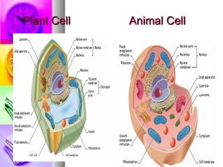 Plant Cell  Animal Cell 