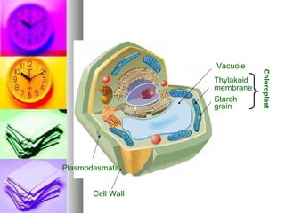 Vacuole Thylakoid membrane Starch grain Chloroplast Plasmodesmata Cell Wall 