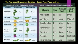 Chapter 2 classical genetics | PPTX