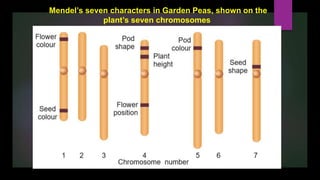 Chapter 2 classical genetics | PPTX