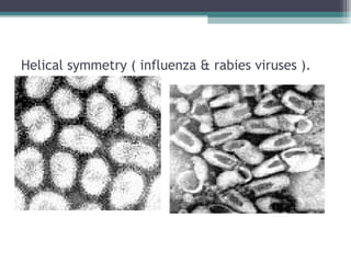 Helical symmetry ( influenza & rabies viruses ).
 