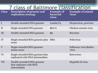 7 class of Baltimore classification
Class   Description of genome and          Example of   Example of animal
        replication strategy               bacterial    virus
                                           virus

I       Double stranded DNA genome         Lamda,T4     Herpesvirus, poxvirus

II      Single stranded DNA genome         ØX174        Chicken anemia virus

III     Double stranded RNA genome         Ø6           Reovirus

IV      Single stranded RNA genome plus MS2             Poliovirus
        sense
V       Single stranded RNA genome                      Influenza virus,Rabies
        minus sense                                     virus
VI      Single stranded RNA genome that                 Retrovirus
        replicated with DNA intermediate
VII     Double stranded DNA genome                      Hepatitis B virus
        that replicates with RNA
        intermediate
 