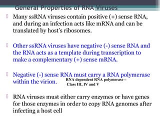 General Properties of RNA Viruses
 Many ssRNA viruses contain positive (+) sense RNA,
  and during an infection acts like mRNA and can be
  translated by host’s ribosomes.

 Other ssRNA viruses have negative (-) sense RNA and
  the RNA acts as a template during transcription to
  make a complementary (+) sense mRNA.

 Negative (-) sense RNA must carry a RNA polymerase
                      RNA dependent RNA polymerase –
  within the virion.   Class III, IV and V


 RNA viruses must either carry enzymes or have genes
  for those enzymes in order to copy RNA genomes after
  infecting a host cell
 