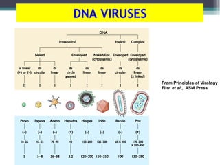 DNA VIRUSES




              From Principles of Virology
              Flint et al., ASM Press
 
