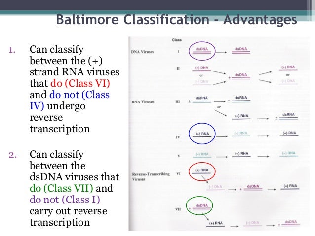 Baltimore Classes Of Viruses