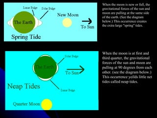 When the moon is new or full, the gravitational forces of the sun and moon are pulling at the same side of the earth. (See the diagram below.) This occurrence creates the extra large "spring" tides.  When the moon is at first and third quarter, the gravitational forces of the sun and moon are pulling at 90 degrees from each other. (see the diagram below.) This occurrence yeilds little net tides called neap tides.  