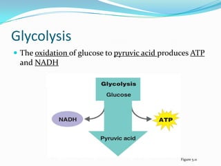 Glycolysis
 The oxidation of glucose to pyruvic acid produces ATP
 and NADH




                                                Figure 5.11
 
