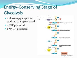 Energy-Conserving Stage of
Glycolysis
 2 glucose-3-phosphate
  oxidized to 2 pyruvic acid
 4 ATP produced
 2 NADH produced




                               Figure 5.12, steps 6–10
 