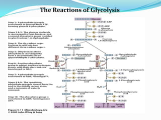 The Reactions of Glycolysis
 