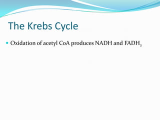 The Krebs Cycle
 Oxidation of acetyl CoA produces NADH and FADH2
 
