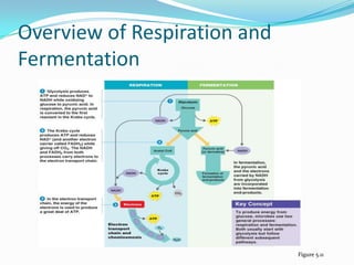 Overview of Respiration and
Fermentation




                              Figure 5.11
 