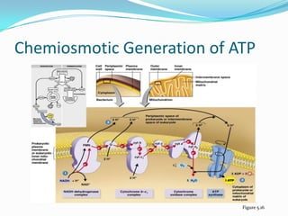 Chemiosmotic Generation of ATP




                            Figure 5.16
 