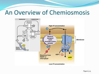 An Overview of Chemiosmosis




                         Figure 5.15
 
