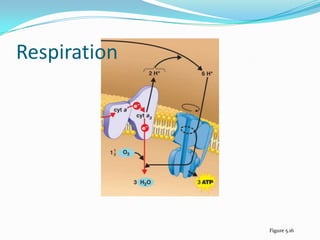 Respiration




              Figure 5.16
 