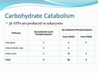 Carbohydrate Catabolism
 36 ATPs are produced in eukaryotes
                                         By Oxidative Phosphorylation
        Pathway     By Substrate-Level
                     Phosphorylation
                                         From NADH        From FADH

Glycolysis                  2                 6               0

Intermediate step           0                 6

Krebs cycle                 2                18               4

Total                       4                30               4
 