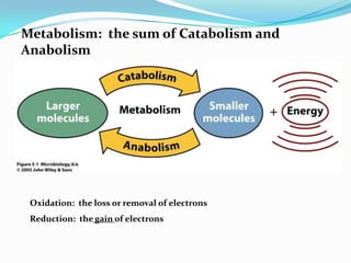 Metabolism: the sum of Catabolism and
Anabolism




 Oxidation: the loss or removal of electrons
 Reduction: the gain of electrons
 