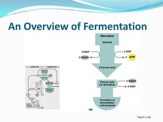 An Overview of Fermentation




                         Figure 5.18a
 