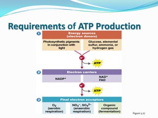 Requirements of ATP Production




                            Figure 5.27
 