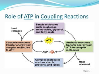 Role of ATP in Coupling Reactions




                               Figure 5.1
 