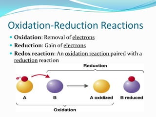 Oxidation-Reduction Reactions
 Oxidation: Removal of electrons
 Reduction: Gain of electrons
 Redox reaction: An oxidation reaction paired with a
 reduction reaction
 