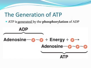 The Generation of ATP
 ATP is generated by the phosphorylation of ADP
 