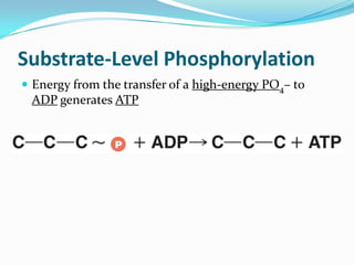 Substrate-Level Phosphorylation
 Energy from the transfer of a high-energy PO4– to
 ADP generates ATP
 