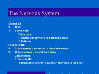 The Nervous System Central NS Brain Spinal cord 2 functions: 1. Carries sensory info to & from the brain 2. Reflexes Peripheral NS Spinal nerves – serves all of body below neck Cranial nerves – extend from brain 2 Major Parts: 1. Somatic NS -composed of afferent neurons > carry info to the brain 