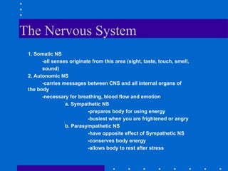 The Nervous System 1. Somatic NS -all senses originate from this area (sight, taste, touch, smell,  sound) 2. Autonomic NS -carries messages between CNS and all internal organs of  the body -necessary for breathing, blood flow and emotion a. Sympathetic NS -prepares body for using energy -busiest when you are frightened or angry b. Parasympathetic NS -have opposite effect of Sympathetic NS -conserves body energy -allows body to rest after stress 