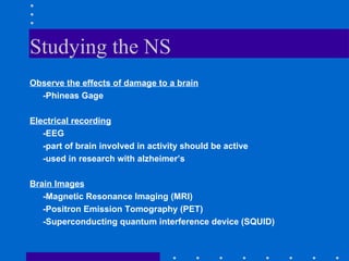 Studying the NS Observe the effects of damage to a brain -Phineas Gage Electrical recording -EEG -part of brain involved in activity should be active -used in research with alzheimer’s Brain Images -Magnetic Resonance Imaging (MRI) -Positron Emission Tomography (PET) -Superconducting quantum interference device (SQUID) 
