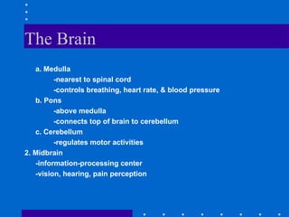 The Brain a. Medulla -nearest to spinal cord -controls breathing, heart rate, & blood pressure b. Pons -above medulla -connects top of brain to cerebellum c. Cerebellum -regulates motor activities 2. Midbrain -information-processing center -vision, hearing, pain perception 