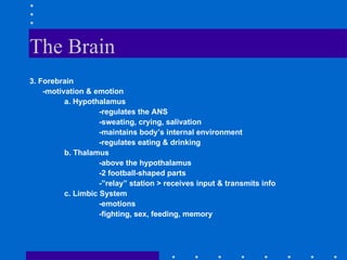 The Brain 3. Forebrain -motivation & emotion a. Hypothalamus -regulates the ANS -sweating, crying, salivation -maintains body’s internal environment -regulates eating & drinking b. Thalamus -above the hypothalamus -2 football-shaped parts -”relay” station > receives input & transmits info c. Limbic System -emotions -fighting, sex, feeding, memory 