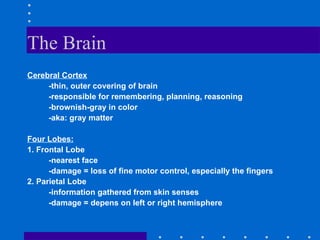 The Brain Cerebral Cortex -thin, outer covering of brain -responsible for remembering, planning, reasoning -brownish-gray in color -aka: gray matter Four Lobes: 1. Frontal Lobe -nearest face -damage = loss of fine motor control, especially the fingers 2. Parietal Lobe -information gathered from skin senses -damage = depens on left or right hemisphere 
