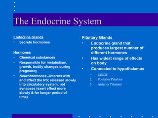 The Endocrine System Endocrine Glands Secrete hormones Hormones Chemical substances Responsible for metabolism, growth, bodily changes during pregnancy Neurohormones  –interact with and affect the NS; released slowly into circulatory system, not synapses (exert effect more slowly & for longer period of time) Pituitary Glands Endocrine gland that produces largest number of different hormones Has widest range of effects on body Connected to hypothalamus 2 parts : Posterior Pituitary Anterior Pituitary 