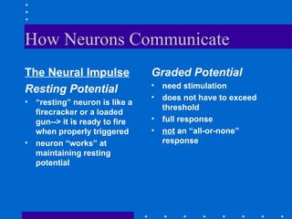 How Neurons Communicate  The Neural Impulse Resting Potential “ resting” neuron is like a firecracker or a loaded gun--> it is ready to fire when properly triggered neuron “works” at maintaining resting potential Graded Potential need stimulation does not have to exceed threshold full response not  an “all-or-none” response 