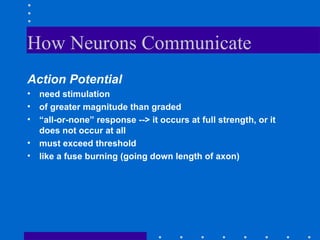 How Neurons Communicate  Action Potential need stimulation of greater magnitude than graded “ all-or-none” response --> it occurs at full strength, or it does not occur at all must exceed threshold like a fuse burning (going down length of axon) 