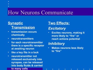 How Neurons Communicate Synaptic Transmission transmission occurs chemically neurotransmitters for each neurotransmitter there is a specific receptor at awaiting neuron like a key fits in a lock neurotransmitter not released exclusively into synapse, can be released into body fluids & carried to many cells Two Effects: Excitatory Excites neurons, making it more likely to “fire” or reach actions potential Inhibitory Makes neurons less likely to “fire” 