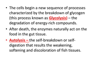 • The cells begin a new sequence of processes
characterized by the breakdown of glycogen
(this process known as Glycolysis) – the
degradation of energy-rich compounds.
• After death, the enzymes naturally act on the
food in the gut tissue.
• Autolysis – the self-breakdown or self-
digestion that results the weakening,
softening and discoloration of fish tissues.
 