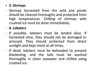 • 3. Shrimps
- Shrimps harvested from the wild and ponds
should be cleaned thoroughly and protected from
high temperatures. Chilling of shrimps with
crushed ice must be done immediately.
- 4. Lobsters
- If possible, lobsters must be landed alive. If
harvested alive, they should not be damaged or
stressed. They should protected from direct
sunlight and kept moist at all times.
- If dead, lobsters must be beheaded to prevent
blackening, and the tails must be washed
thoroughly in clean seawater and chilled using
crushed ice.
 