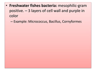 • Freshwater fishes bacteria: mesophilic-gram
positive. – 3 layers of cell wall and purple in
color
– Example: Micrococcus, Bacillus, Cornyformes
 