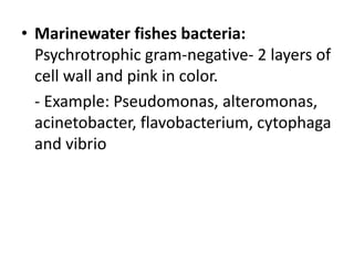 • Marinewater fishes bacteria:
Psychrotrophic gram-negative- 2 layers of
cell wall and pink in color.
- Example: Pseudomonas, alteromonas,
acinetobacter, flavobacterium, cytophaga
and vibrio
 