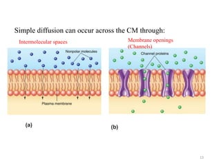 13
Simple diffusion can occur across the CM through:
(a) (b)
Intermolecular spaces Membrane openings
(Channels)
 