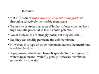 Osmosis
• Net diffusion of water down its concentration gradient
through a selectively permeable membrane
• Water moves toward an area of higher solutes conc. or from
high osmotic potential to low osmotic potential
• Water molecules are strongly polar, but they are small.
• So, they can readily permeate the cell membrane
• However, this type of water movement across the membrane
is relatively slow
• Aquaporins, which are channels specific for the passage of
water (aqua means “water”), greatly increases membrane
permeability to water
14
 