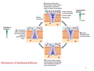 22
Mechanism of facilitated diffusion
 