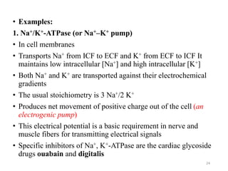• Examples:
1. Na+/K+-ATPase (or Na+–K+ pump)
• In cell membranes
• Transports Na+ from ICF to ECF and K+ from ECF to ICF It
maintains low intracellular [Na+] and high intracellular [K+]
• Both Na+ and K+ are transported against their electrochemical
gradients
• The usual stoichiometry is 3 Na+/2 K+
• Produces net movement of positive charge out of the cell (an
electrogenic pump)
• This electrical potential is a basic requirement in nerve and
muscle fibers for transmitting electrical signals
• Specific inhibitors of Na+, K+-ATPase are the cardiac glycoside
drugs ouabain and digitalis
24
 