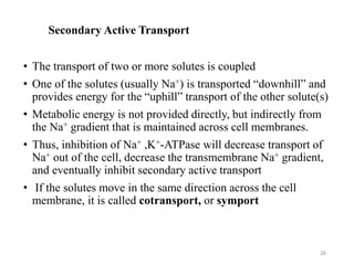 Secondary Active Transport
• The transport of two or more solutes is coupled
• One of the solutes (usually Na+) is transported “downhill” and
provides energy for the “uphill” transport of the other solute(s)
• Metabolic energy is not provided directly, but indirectly from
the Na+ gradient that is maintained across cell membranes.
• Thus, inhibition of Na+ ,K+-ATPase will decrease transport of
Na+ out of the cell, decrease the transmembrane Na+ gradient,
and eventually inhibit secondary active transport
• If the solutes move in the same direction across the cell
membrane, it is called cotransport, or symport
26
 