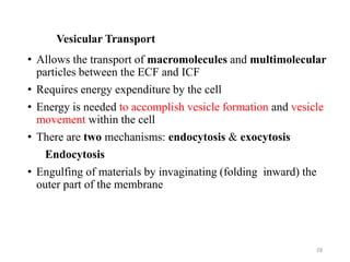 Vesicular Transport
• Allows the transport of macromolecules and multimolecular
particles between the ECF and ICF
• Requires energy expenditure by the cell
• Energy is needed to accomplish vesicle formation and vesicle
movement within the cell
• There are two mechanisms: endocytosis & exocytosis
Endocytosis
• Engulfing of materials by invaginating (folding inward) the
outer part of the membrane
28
 