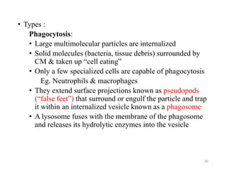 • Types :
Phagocytosis:
• Large multimolecular particles are internalized
• Solid molecules (bacteria, tissue debris) surrounded by
CM & taken up “cell eating”
• Only a few specialized cells are capable of phagocytosis
Eg. Neutrophils & macrophages
• They extend surface projections known as pseudopods
(“false feet”) that surround or engulf the particle and trap
it within an internalized vesicle known as a phagosome
• A lysosome fuses with the membrane of the phagosome
and releases its hydrolytic enzymes into the vesicle
30
 