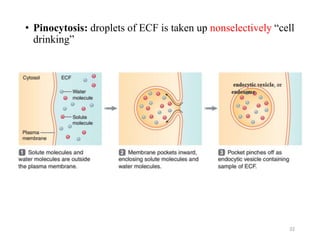 • Pinocytosis: droplets of ECF is taken up nonselectively “cell
drinking”
32
 