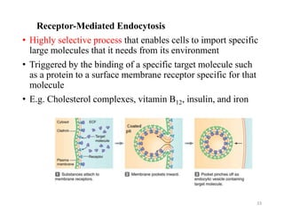 Receptor-Mediated Endocytosis
• Highly selective process that enables cells to import specific
large molecules that it needs from its environment
• Triggered by the binding of a specific target molecule such
as a protein to a surface membrane receptor specific for that
molecule
• E.g. Cholesterol complexes, vitamin B12, insulin, and iron
33
 